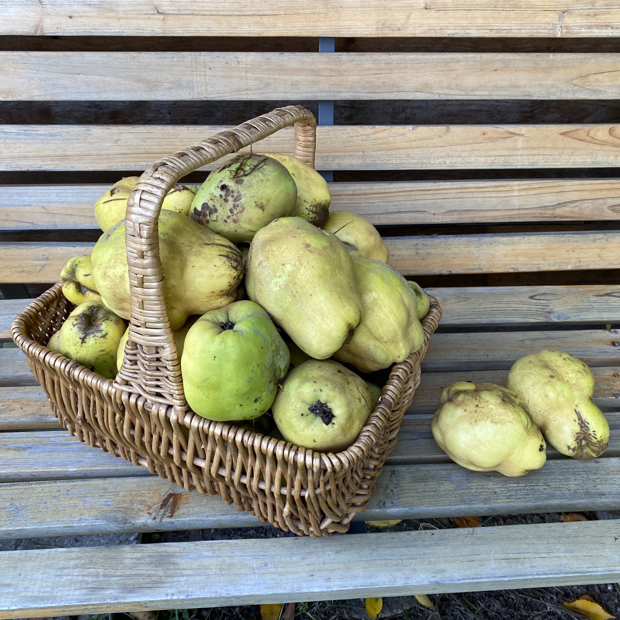 Quitten im Erntekorb