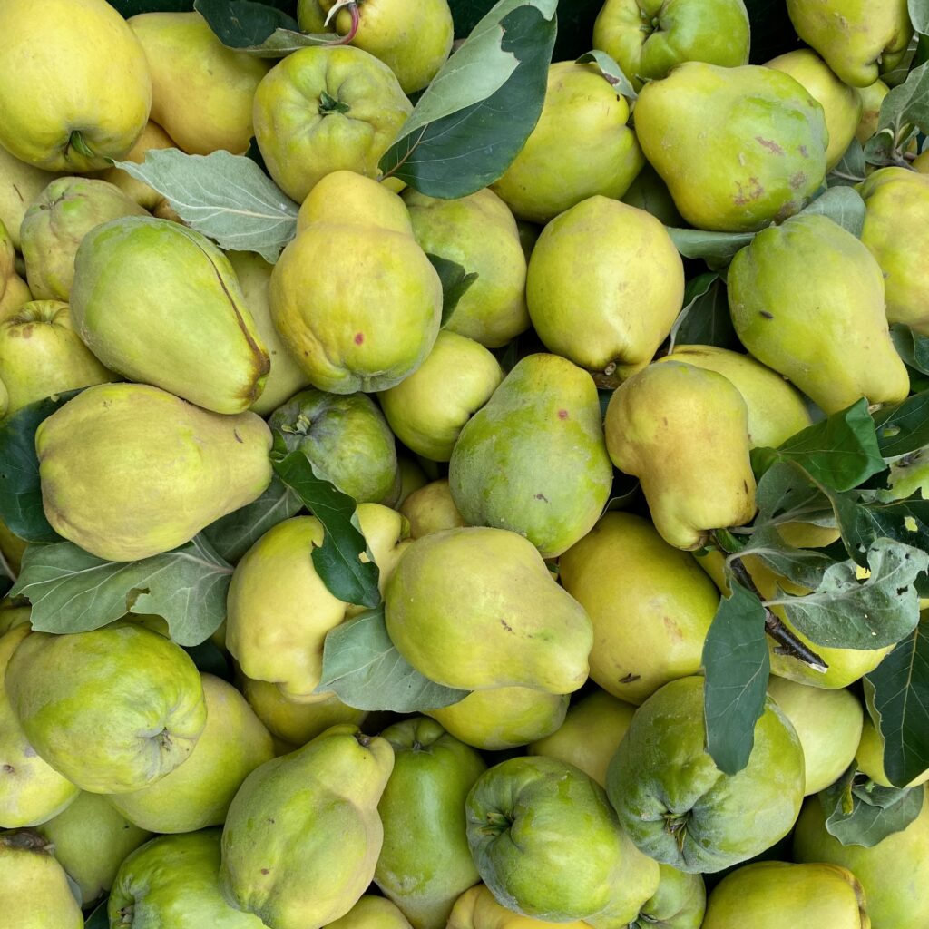 Quitten Meerrettich