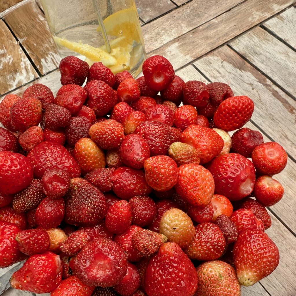 Erdbeeren