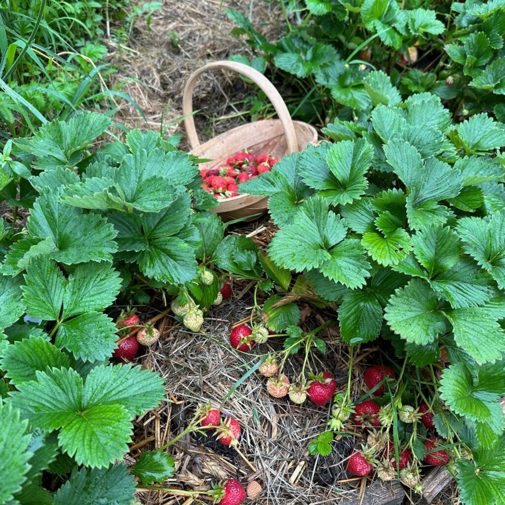 Erdbeeren im Beet