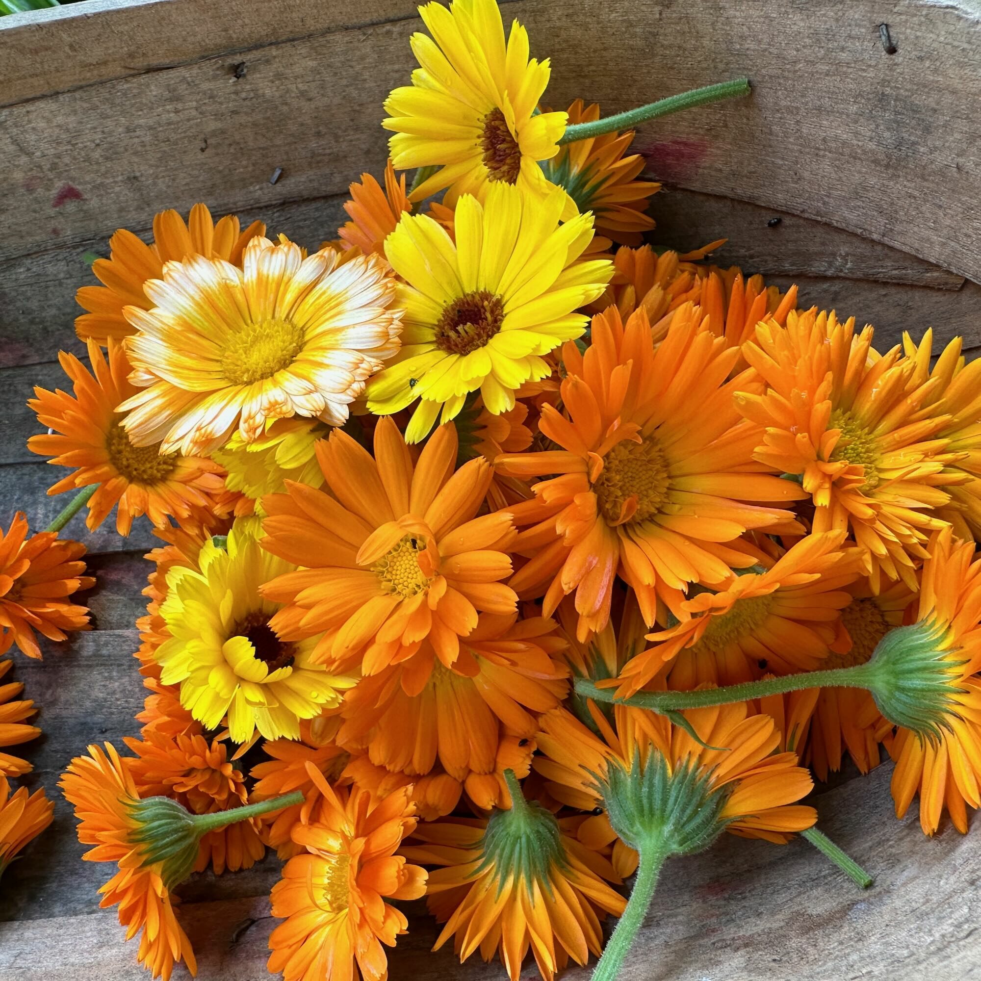 Ringelblumenblüten