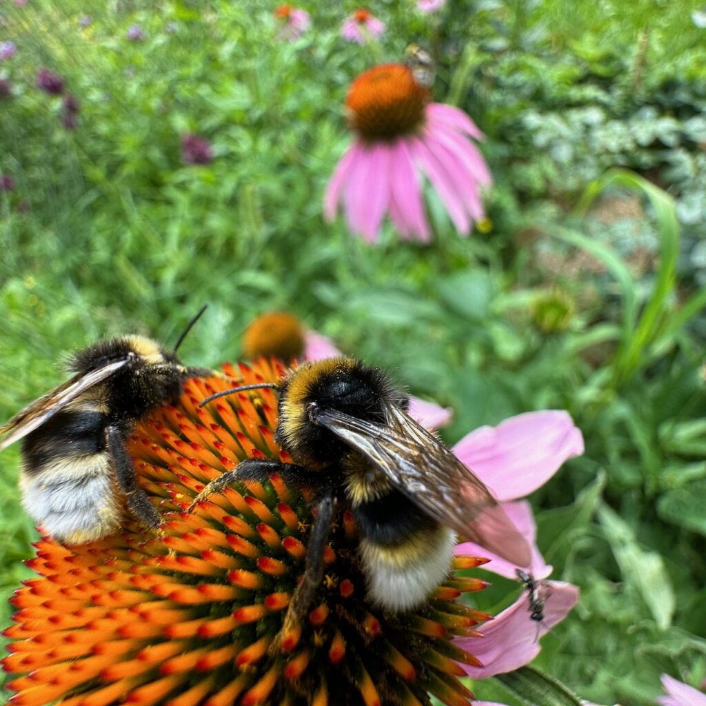 Hummeln auf Echinacea